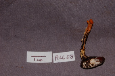 RLC08.Cordyceps.2.JPG