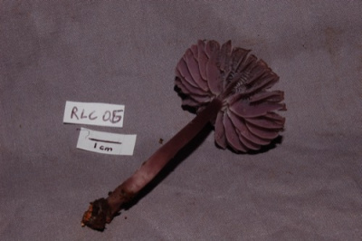 RLC04.Mycena cf pura.2.JPG