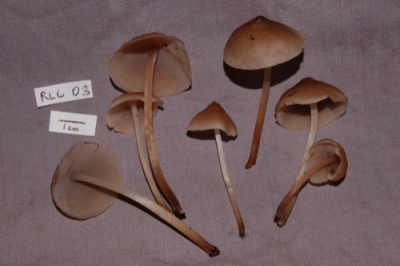 RLC03.Filboletus gracilis.1.JPG
