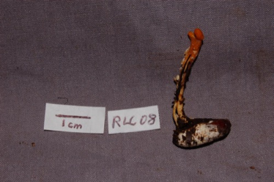 RLC08.Cordyceps.1.JPG